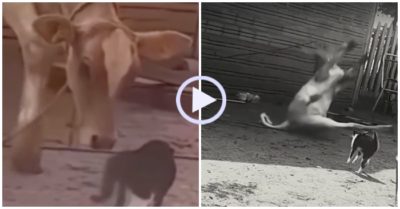 Video: Mèo tung cước khiến bò ngã ngửa