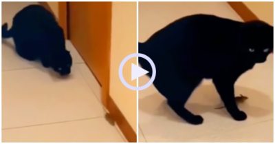 Video: Mèo ngơ ngác khi bị chuột đánh lừa
