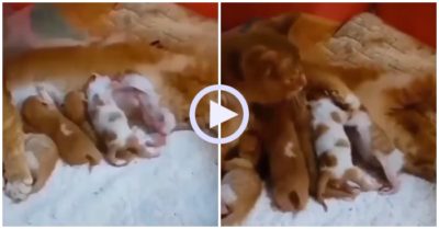 Video: Mèo con chưa mở mắt đã đánh nhau chí chóe