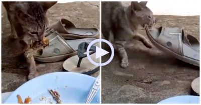 Video: Mèo giả vờ gặm xương để trộm dép