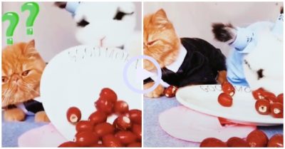 Video: Mèo bất lực nhìn thỏ hất đổ đĩa táo