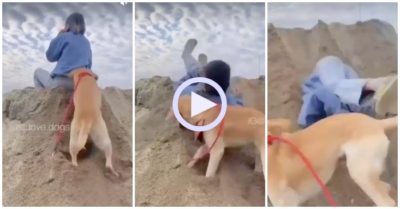 Video: Chó cưng bới đất khiến cô gái ngã lộn nhào