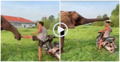 Video: Voi kéo chân chàng trai vì không đội mũ bảo hiểm khi lên xe