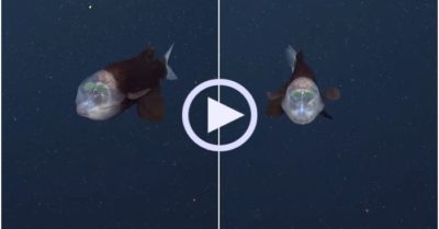 Video: Loài cá kỳ lạ có đôi mắt 360 độ nằm trong phần đầu trong suốt