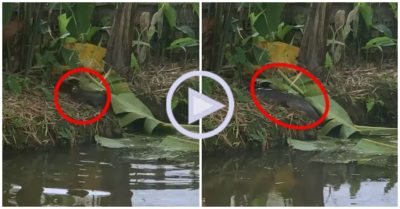 Clip: Cá khủng phóng lên bờ hóng gió