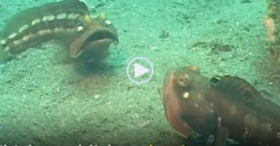 Video: Hai con cá miệng rộng trông như ‘hôn nhau’ lúc hỗn chiến