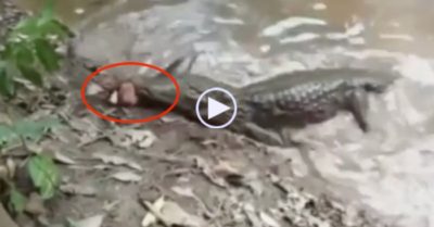 Video: Cắn trúng lươn điện, cá sấu bị giật ‘ngay đơ’