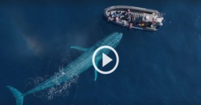 Video: Khoảnh khắc cá voi xanh dài gần 30 m áp sát thuyền