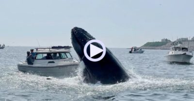 Video: Cá voi lưng gù phấn khích bay lên mặt nước, đè bẹp thuyền ngư dân
