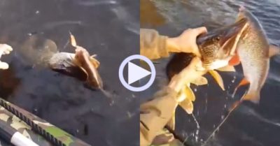 Video: Cần thủ sung sướng khi thả câu một lần tóm gọn 2 con cá lớn