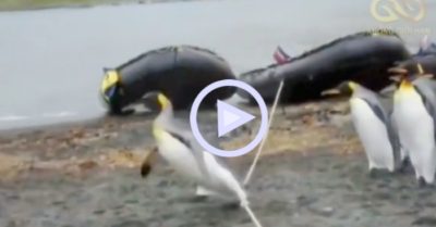 Clip: Bầy chim cánh cụt ngã sấp ngửa khi đi qua dây