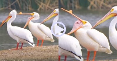 Video: Chú chim ngáp hài hước nhất trong tự nhiên khiến dân mạng tròn mắt