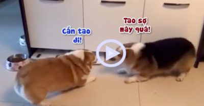 Clip: Những pha cắn lộn không bao giờ trúng của 2 chú chó Corgi