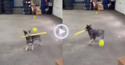 Video: Chó cưng trổ tài đánh bóng bách phát bách trúng