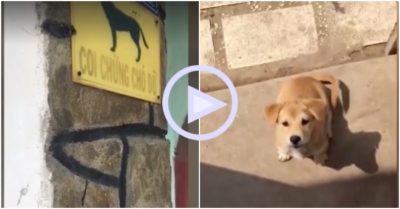 Clip: Chủ nhà thông báo “Chó dữ” nhưng nhân vật chính lộ diện làm nhiều người “run chân”