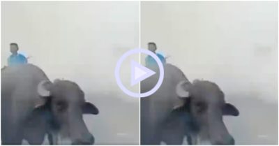 Clip: Thanh niên tá hoả trước sự xuất hiện bất ngờ của đàn trâu