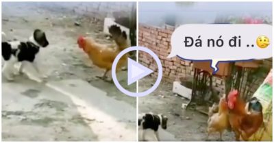 Clip: Gà trống no đòn vì để chó bắt nạt gà mái