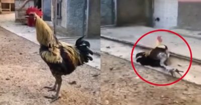 Video: Gà trống suýt ngất vì gáy dài