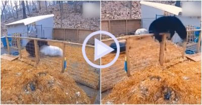 Video: Gấu vội vàng bỏ chạy khi đụng độ với 2 chú heo