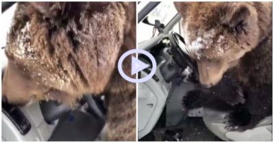 Clip: Vắng chủ, gấu béo lên ôtô bấm còi inh ỏi