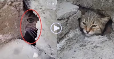 Video: Hai con mèo liên tục kêu cứu ‘meo, meo, meo…’ khi bị mắc kẹt trong khe