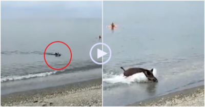 Video: Lợn rừng hung hãn lao lên từ giữa biển khiến du khách rụng rời