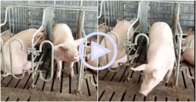 Clip: Con lợn mở chốt cửa chuồng ‘vượt ngục’