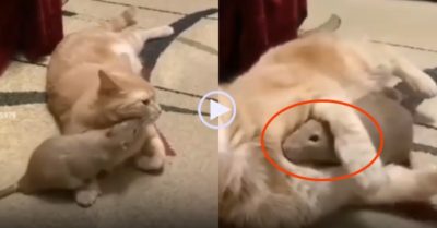 Video: Chuột vô tư trêu đùa cùng mèo