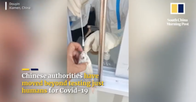 Video: Trung Quốc kiểm tra cá để tìm COVID-19