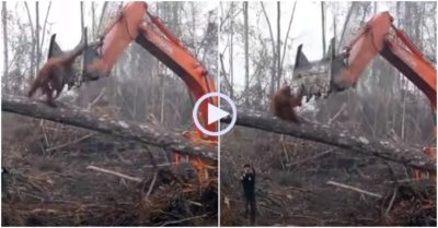 Video: Tinh tinh liều mình chặn máy xúc phá nhà của mình