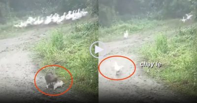 Video: Vịt liên tục giả chết, nằm lăn giữa đường đánh lừa cún con