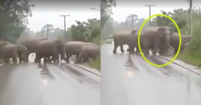 Video: Voi cúi đầu cảm ơn tài xế nhường đường