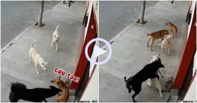Video: Chó trắng liều mình bảo vệ bạn trước đối phương hung dữ