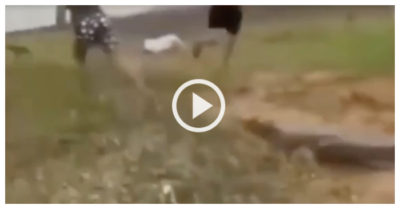 Video: Kéo lưới dính cá sấu đoàn người tung lưới bỏ chạy tán loạn