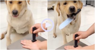 Video: Chú chó vạch trần màn ảo thuật của chủ