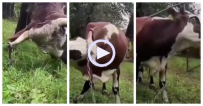 Video: Bò dùng sừng nhổ cọc để thoát thân