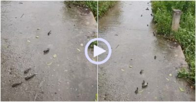 Video: Cá rô xếp hàng trên đường sau mưa lớn