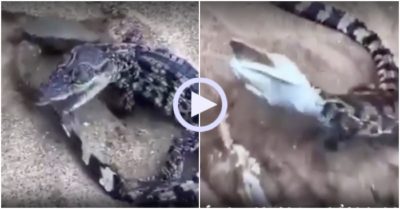 Video: Cá sấu quằn quại trên mặt đất vì dại dột tấn công cua