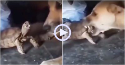 Video: Chó nổi quạu vì bị rùa trêu chọc