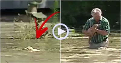 Video: Cún con may mắn được cứu sống khi bị lũ cuốn trôi