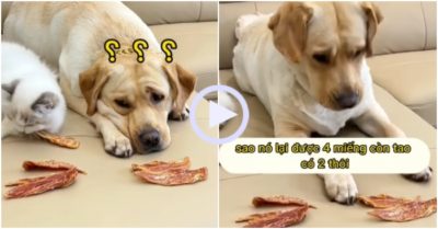 Video: Chó cưng nổi quạu vì được chia phần ít hơn mèo