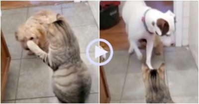 Video: Cún con tìm ‘viện binh’ khi bị mèo bắt nạt