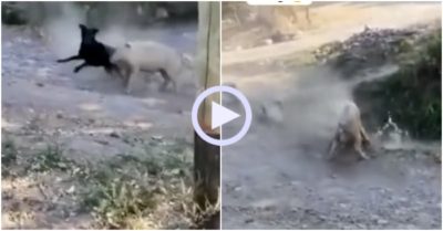 Video: Chó đen no đòn khi đối đầu với lợn