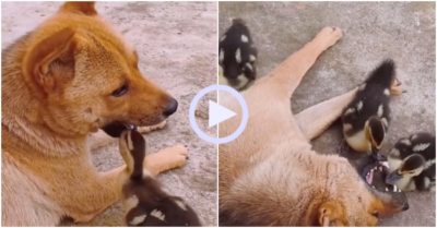 Video: Đàn ngan con đùa giỡn với cún cưng