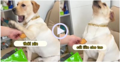 Video: Chó cưng chê bánh có độc nhất định không chịu ăn