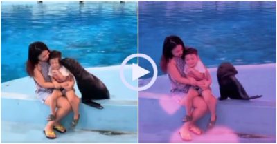 Video dễ thương: Em bé ngồi im cho hải cẩu thơm má