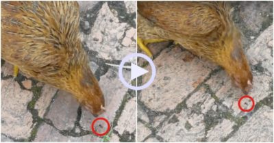 Video: Gà đi theo mổ kiến trăm phát đều trượt