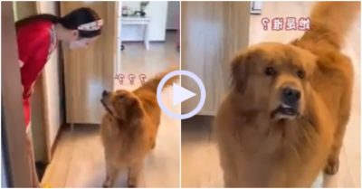 Video: Chó cưng ngỡ ngàng khi thấy chủ đắp mặt nạ