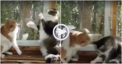 Video: Hai võ sĩ mèo so tài đấm bốc