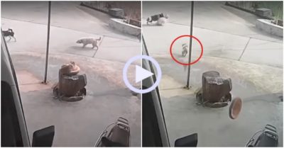 Video: Mèo lao ra bảo vệ khi cún cưng bị bắt nạt